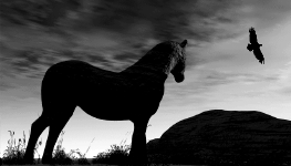 "Longing", a horse looking at an eagle