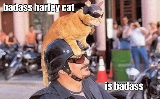 15-harley.jpg